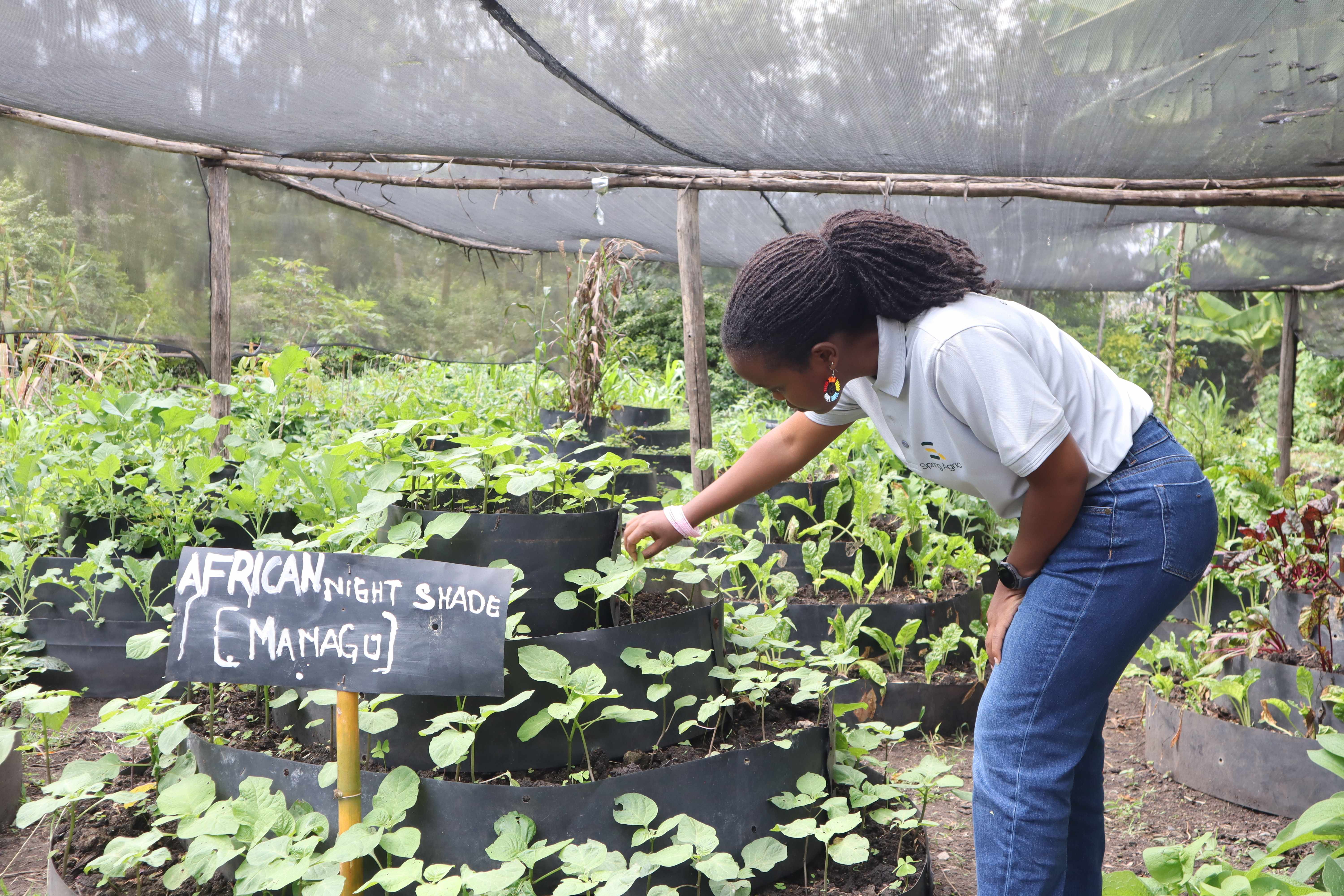 A Spring Agric team member inspecting African nightshade (managu) seedlings in vertical sack gardens