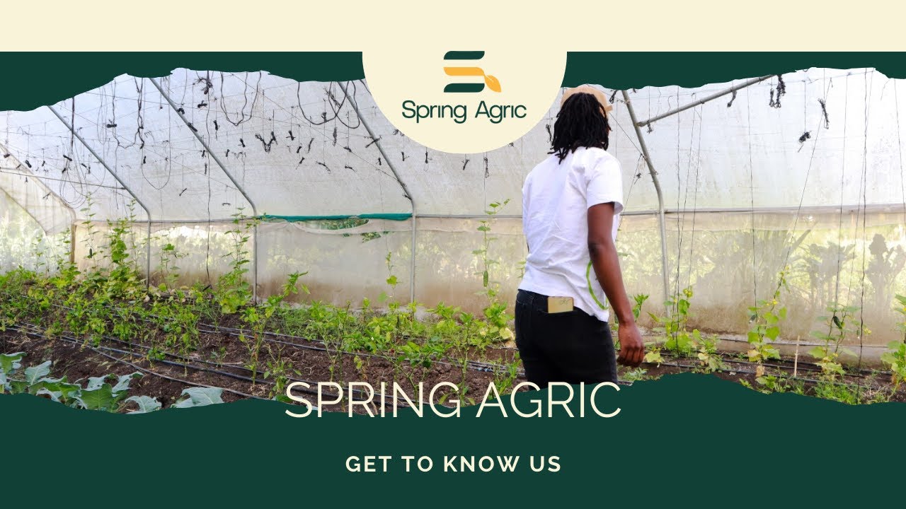 Meet Spring Agric: Changing the Narrative in African Agriculture